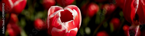 Banner 4x1 for website, social networks. Close-up of red tulip, petals with white edge. Flat lay