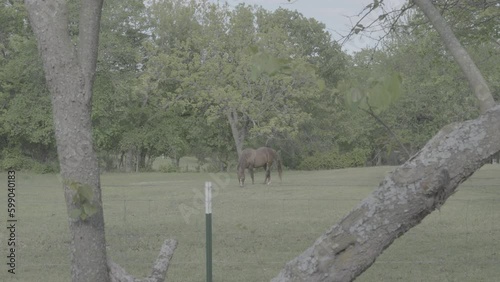 Horse grazing in a field / Sony SLog3