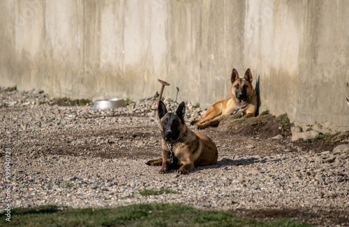 Perros pastor alemán descansando en el terren © TC2412