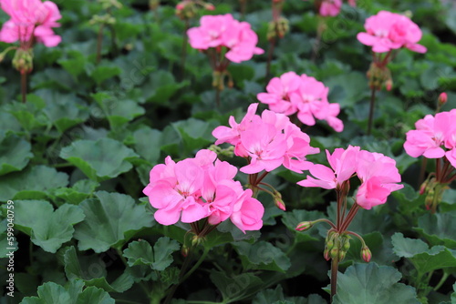 Potted bright pink geranium flowers. Close up.