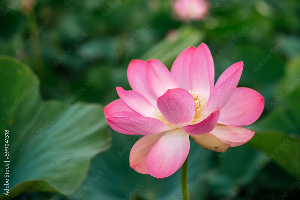 A pink lotus flower sways in the wind, Nelumbo nucifera. Against the background of their green leaves. Lotus field on the lake in natural environment. A pink lotus flower sways in the wind, Nelumbo nucifera. Against the background of their green leaves. Lotus field on the lake in natural environment.
