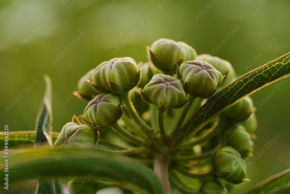 Antelope horns milkweed close up with green background during spring season. Antelope horns milkweed close up with green background during spring season.