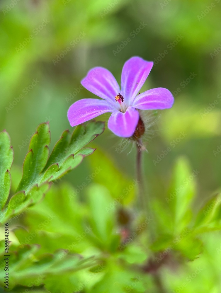 wild flowers on a blurred green background, pink flower on nature blur background wild flowers on a blurred green background, pink flower on nature blur background