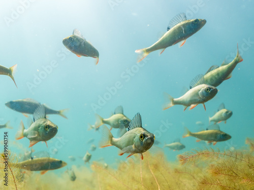 Fototapeta Naklejka Na Ścianę i Meble -  School of small perch swimming underwater