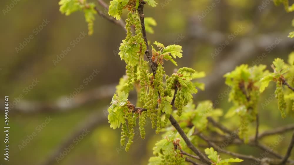 Oak blossom. Young leaves and oak blossom in spring Oak blossom. Young leaves and oak blossom in spring