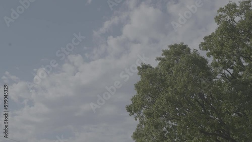 Tree moving in the wind with clouds moving behind it / Sony SLog3