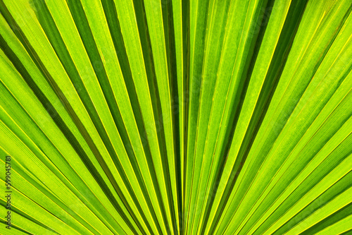 Large fan shaped leaf of a plant backlit by sunlight. Background.