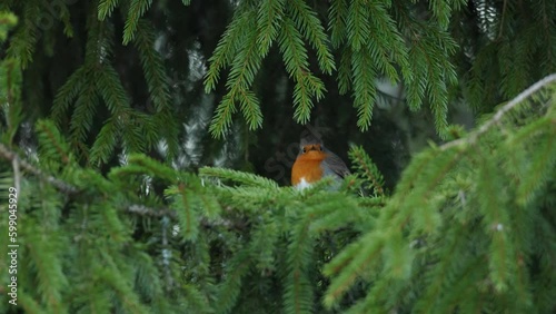 European robin perched in the middle of Spruce branches in a springtime boreal forest in Estonia	