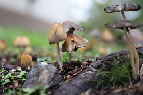 Mushrooms growing in moist soil. Nature. Small mushrooms in a forest. Close up. Blurred background. Wild life. Vegetation. Woods. Funus and moss.