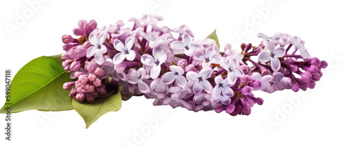 lilac branch isolated on a transparent background, generative ai