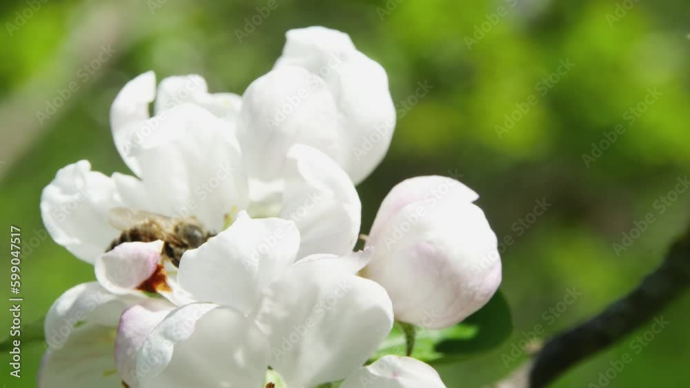 honey bee collects nectar from the flower of an apple tree, against the backdrop of a forest, on a blurred background honey bee collects nectar from the flower of an apple tree, against the backdrop of a forest, on a blurred background