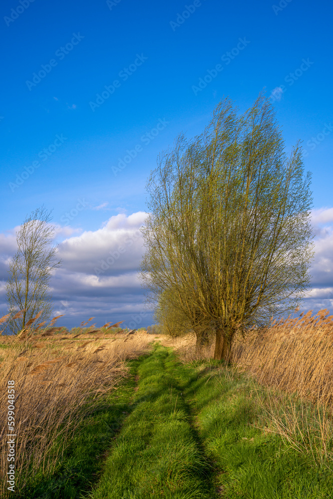 Fototapeta premium ein grünes Feld vor bewölktem Himmel - Biest Houtacker