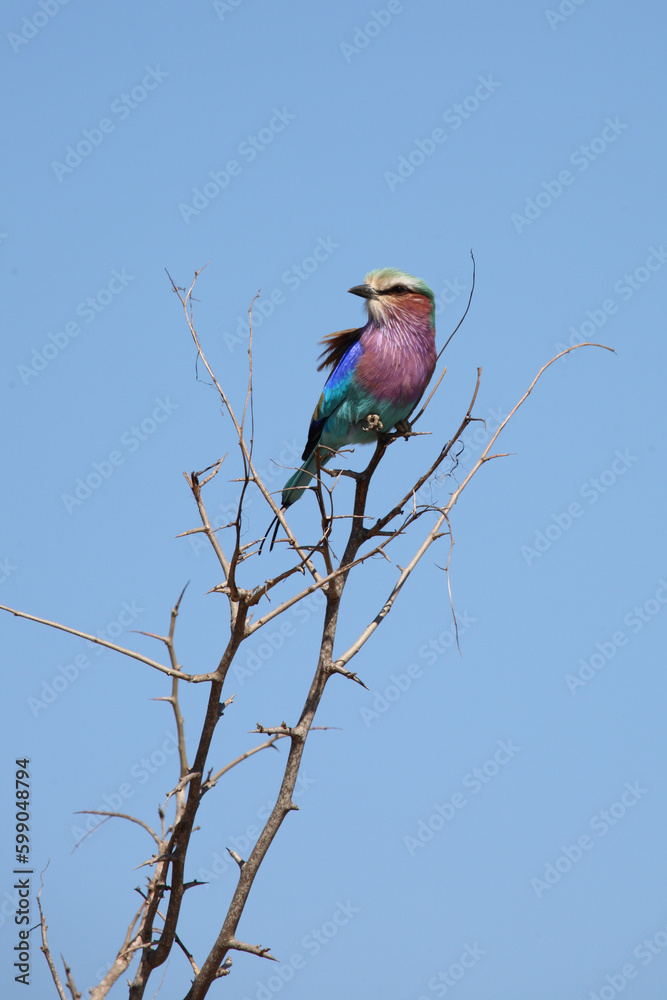Gabelracke / Lilac-breasted roller / Coracias caudata Gabelracke / Lilac-breasted roller / Coracias caudata