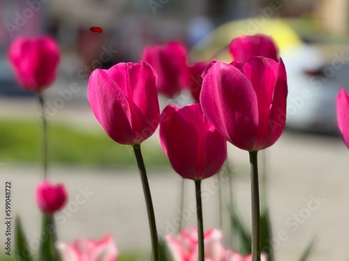 Red tulips in the city 