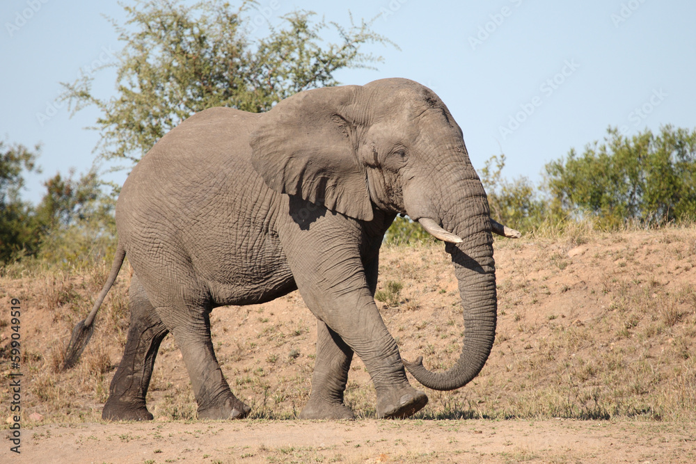 Fototapeta premium Afrikanischer Elefant / African elephant / Loxodonta africana