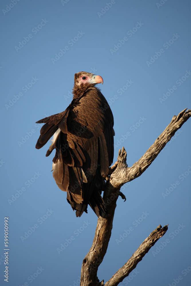 Wollkopfgeier / White-headed vulture / Trigonoceps occipitalis Wollkopfgeier / White-headed vulture / Trigonoceps occipitalis