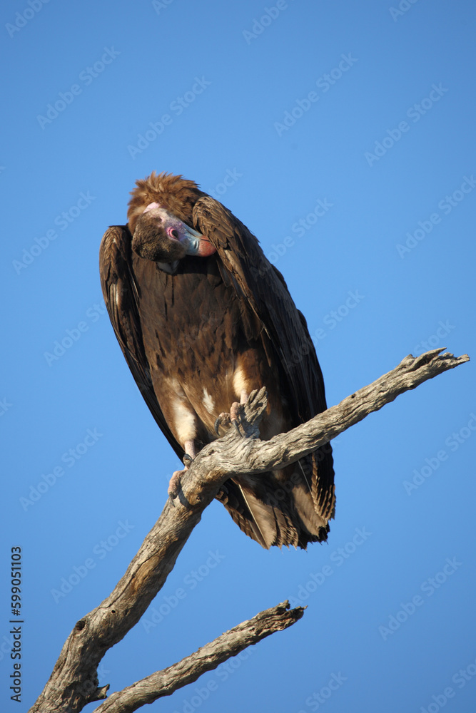 Wollkopfgeier / White-headed vulture / Trigonoceps occipitalis Wollkopfgeier / White-headed vulture / Trigonoceps occipitalis