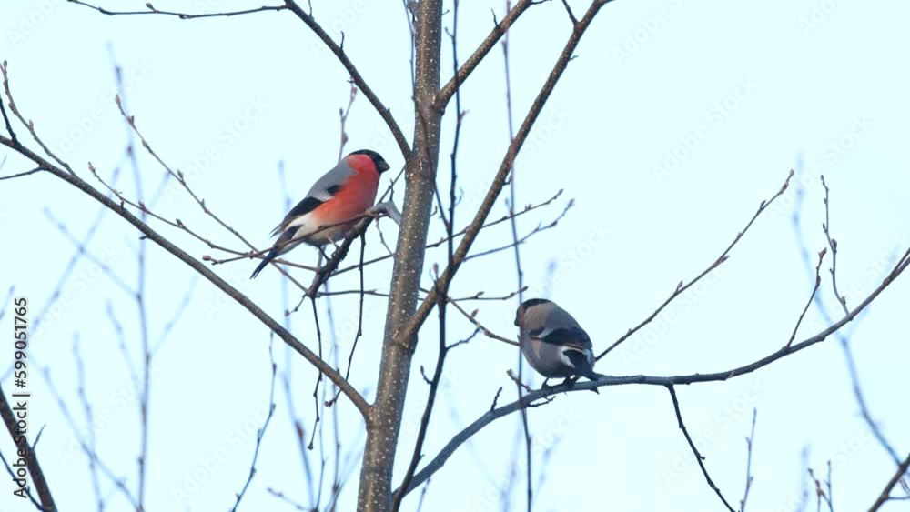 Pair of Bullfinches perched and leaving on a spring evening in Estonian boreal forest, Northern Europe Pair of Bullfinches perched and leaving on a spring evening in Estonian boreal forest, Northern Europe