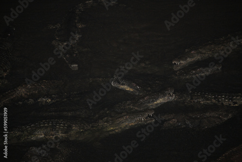 Nilkrokodil bei Nacht / Nile crocodile at night / Crocodylus niloticus.
