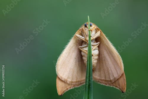 Eichen-Sichelflügler - Watsonalla binaria photo