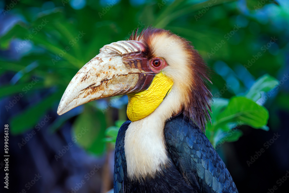 Male wreathed hornbill (Rhyticeros undulatus) Male wreathed hornbill (Rhyticeros undulatus)