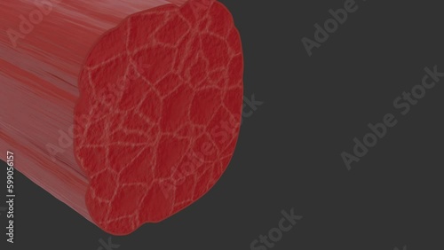 Muscle Cell and Myofibrils photo