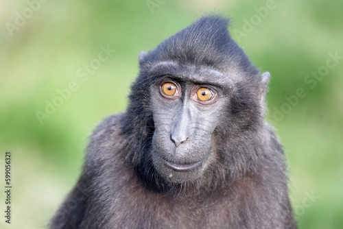 The Celebes crested macaques (Macaca nigra), also known as the crested black macaques, Sulawesi crested macaque, or the black ape