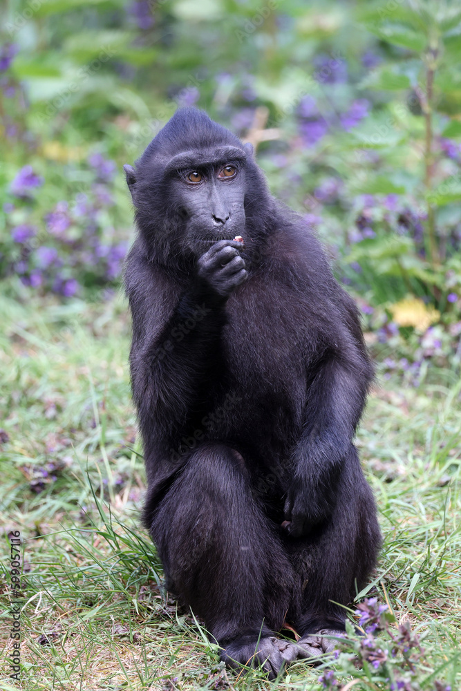 The Celebes crested macaques (Macaca nigra), also known as the crested black macaques, Sulawesi crested macaque, or the black ape The Celebes crested macaques (Macaca nigra), also known as the crested black macaques, Sulawesi crested macaque, or the black ape