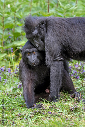The Celebes crested macaques (Macaca nigra), also known as the crested black macaques, Sulawesi crested macaque, or the black ape © Edwin Butter