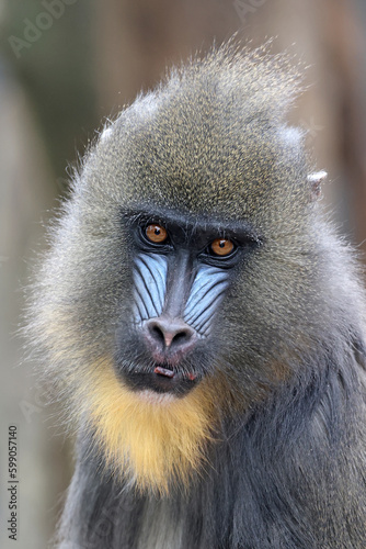 A mandrill (Mandrillus sphinx) portrait © Edwin Butter