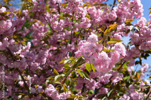 Blooming sakura branch in spring.