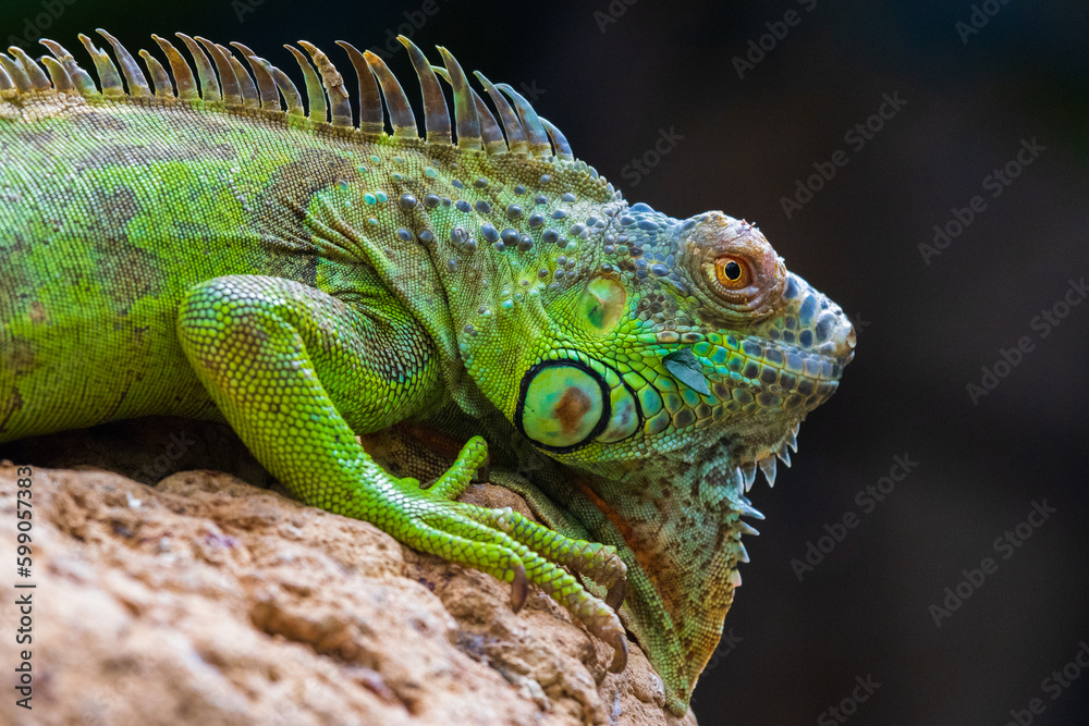 Fototapeta premium iguana on a rock