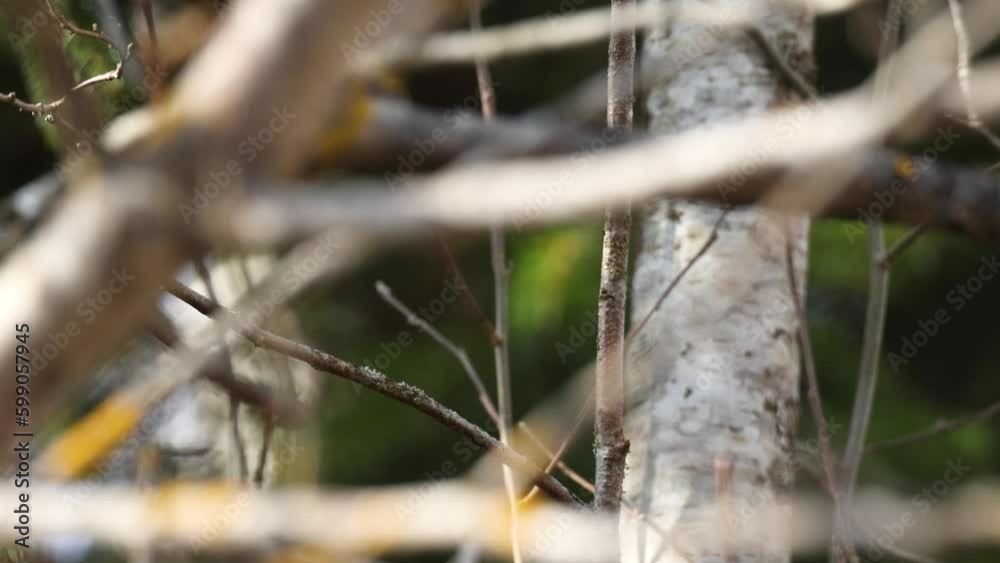 Firecrest perched and flying away in a springtime boreal forest in Estonia, Northern Europe Firecrest perched and flying away in a springtime boreal forest in Estonia, Northern Europe