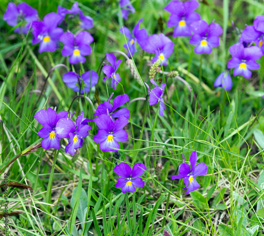 View of long spurred violet flowers View of long spurred violet flowers