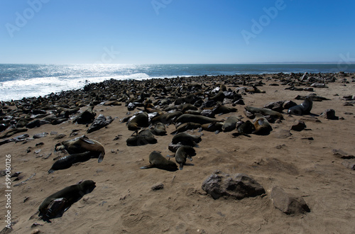 View of Cape fur seal
