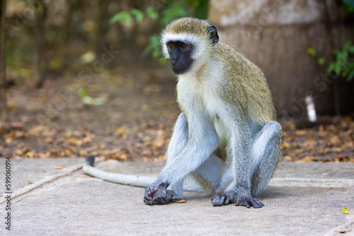 Vervet Monkey Relaxing in Hotel Garden in Kenya