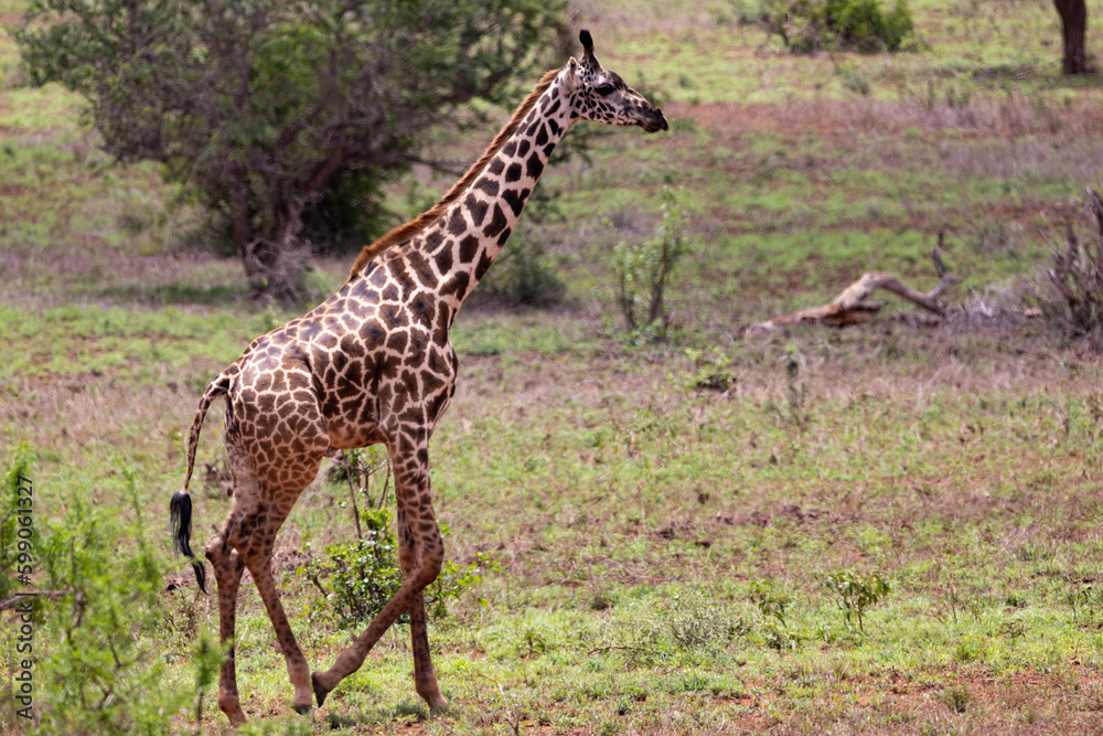 Grace in Motion: Giraffe Galloping Across the Kenyan Tsavo East Savannah Grace in Motion: Giraffe Galloping Across the Kenyan Tsavo East Savannah