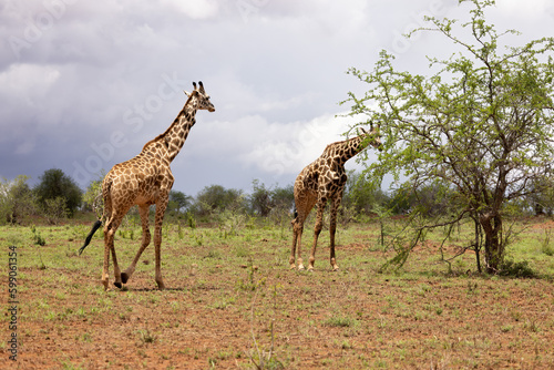 Fototapeta Naklejka Na Ścianę i Meble -  Grace in Motion: Giraffe Galloping Across the Kenyan Tsavo East Savannah