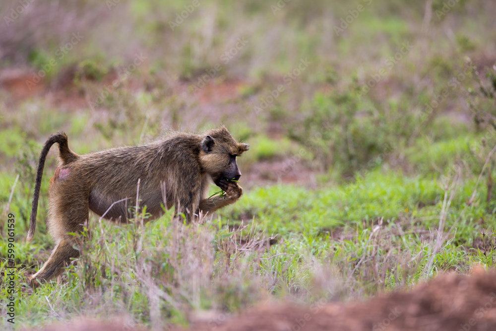 Yellow Baboon Strolling on the Savannah Yellow Baboon Strolling on the Savannah