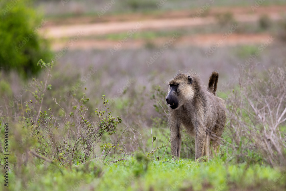 Yellow Baboon Strolling on the Savannah Yellow Baboon Strolling on the Savannah