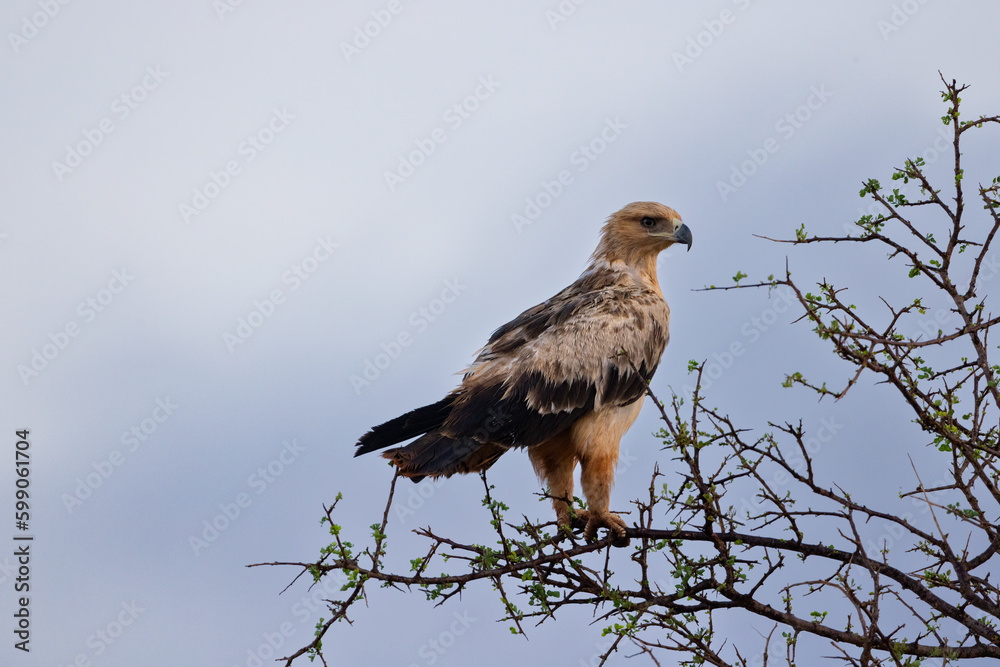 Tawny Eagle Perched on a Tree in Kenyan Savanna
