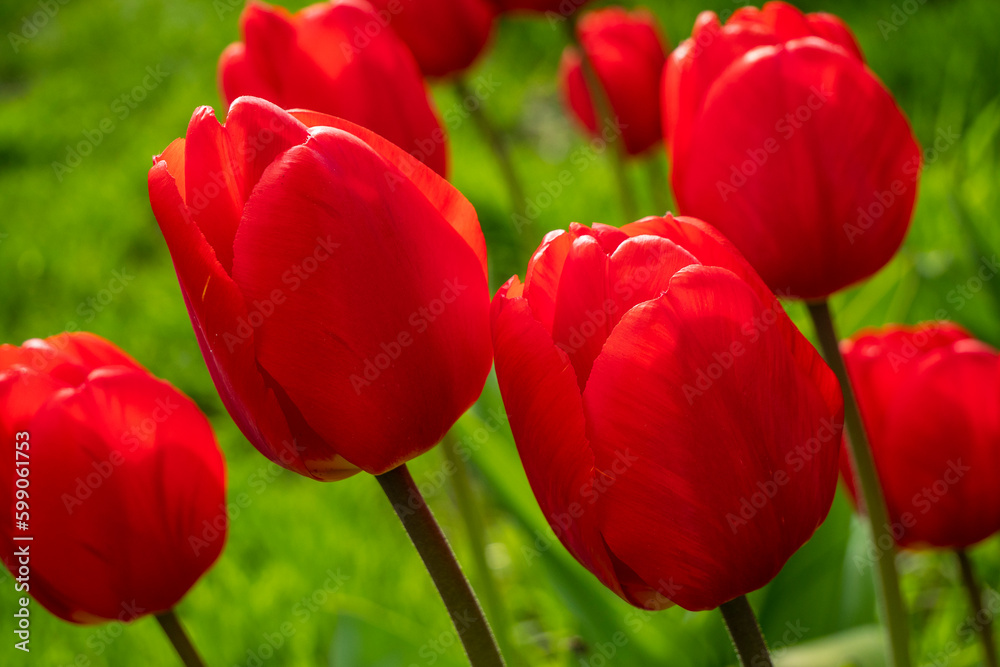 Tulips in a rural garden.
Flowers of spring and spring holidays. There are various colors.
Tulips in a rural garden.
Flowers of spring and spring holidays. There are various colors.