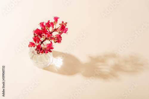 Red Horse Chestnut flower, Aesculus x carnea Fort McNair in glass vase in sunlight. Top view photo