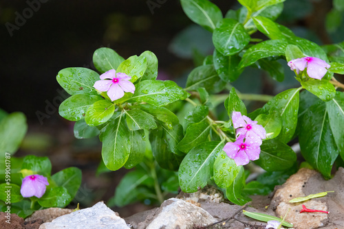 Vibrant Madagascar Periwinkle in the Kenyan Tsavo East Reserve photo