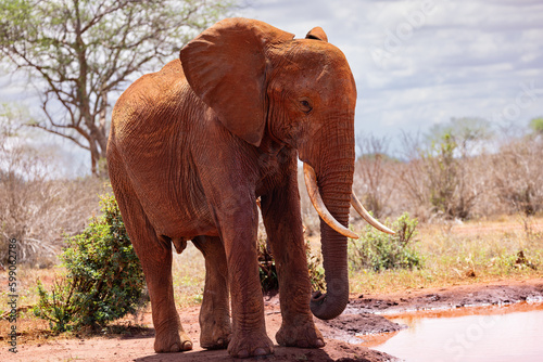 Thirst Quenched  African Elephant Savoring a Drink on the Kenyan Tsavo East Savannah