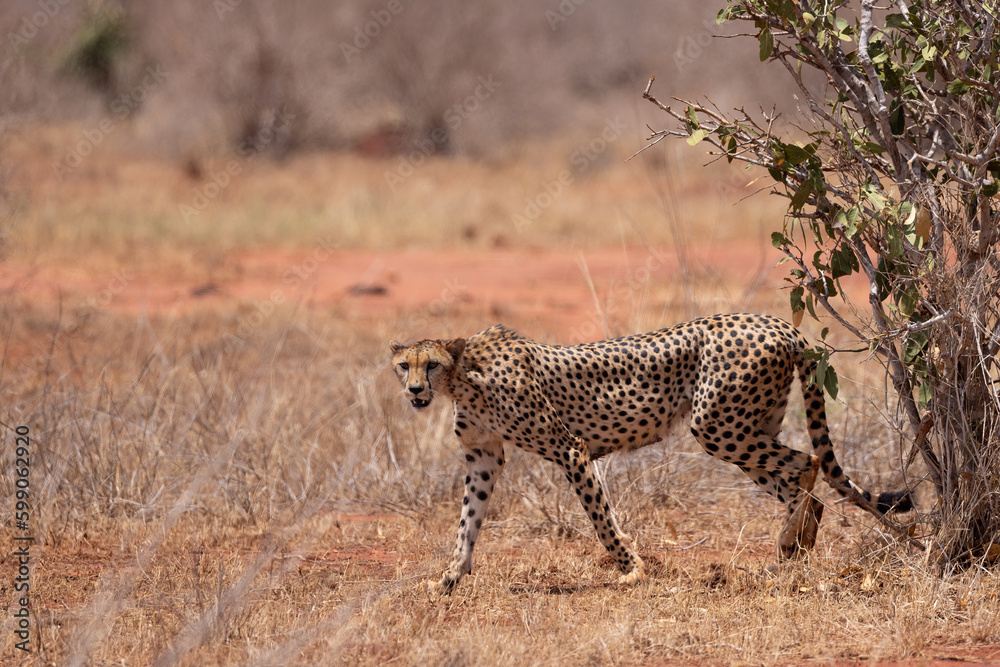 Naklejka premium Graceful Predator: Cheetah Walking Across the Savannah in a Kenyan Reserve