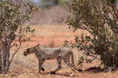 Graceful Predator  Cheetah Walking Across the Savannah in a Kenyan Reserve