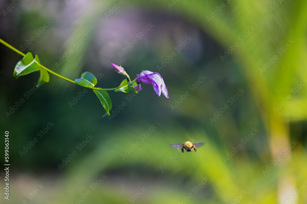 Beeautiful Encounter: A Honey Bee Flying Next to a Playful Rubbervine Flower Beeautiful Encounter: A Honey Bee Flying Next to a Playful Rubbervine Flower