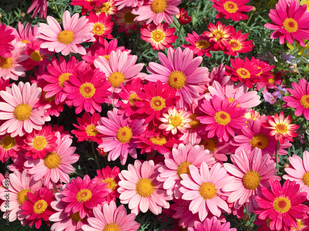 花壇に植えたピンクのマーガレット 花壇に植えたピンクのマーガレット