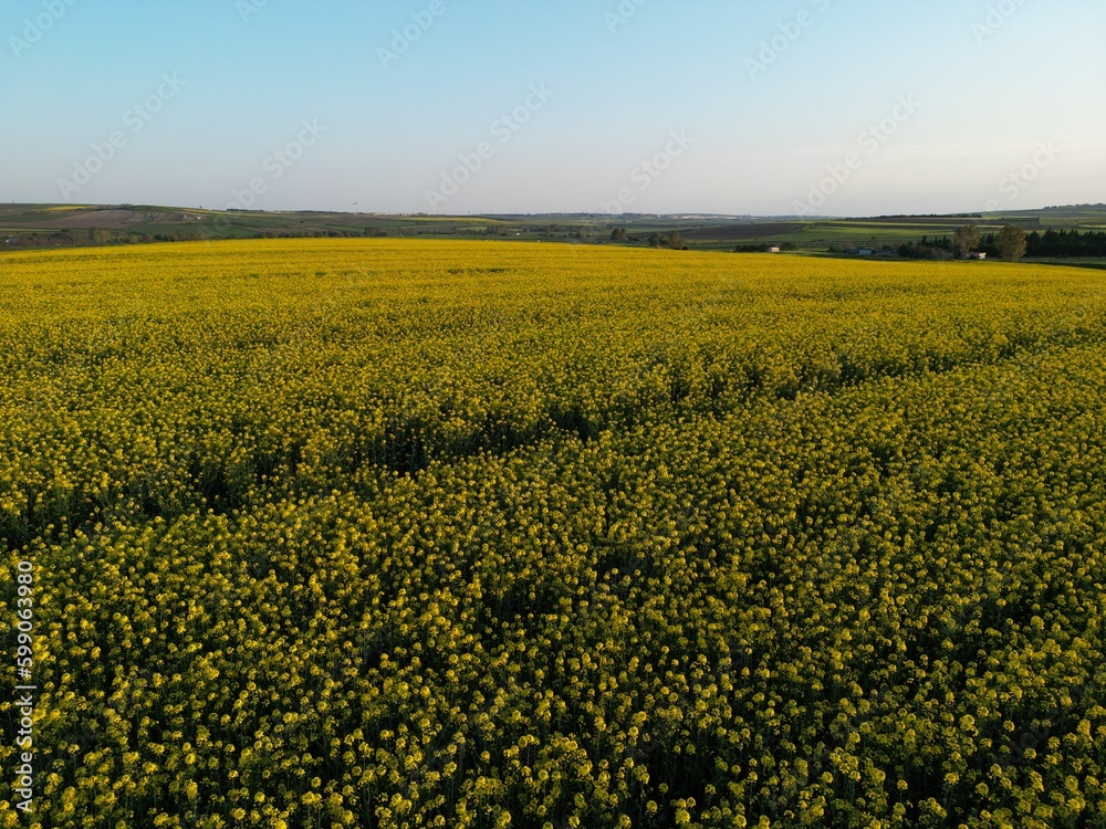 Top and aerial view of canola flower field. field of yellow canola flowers on a wonderful summer day